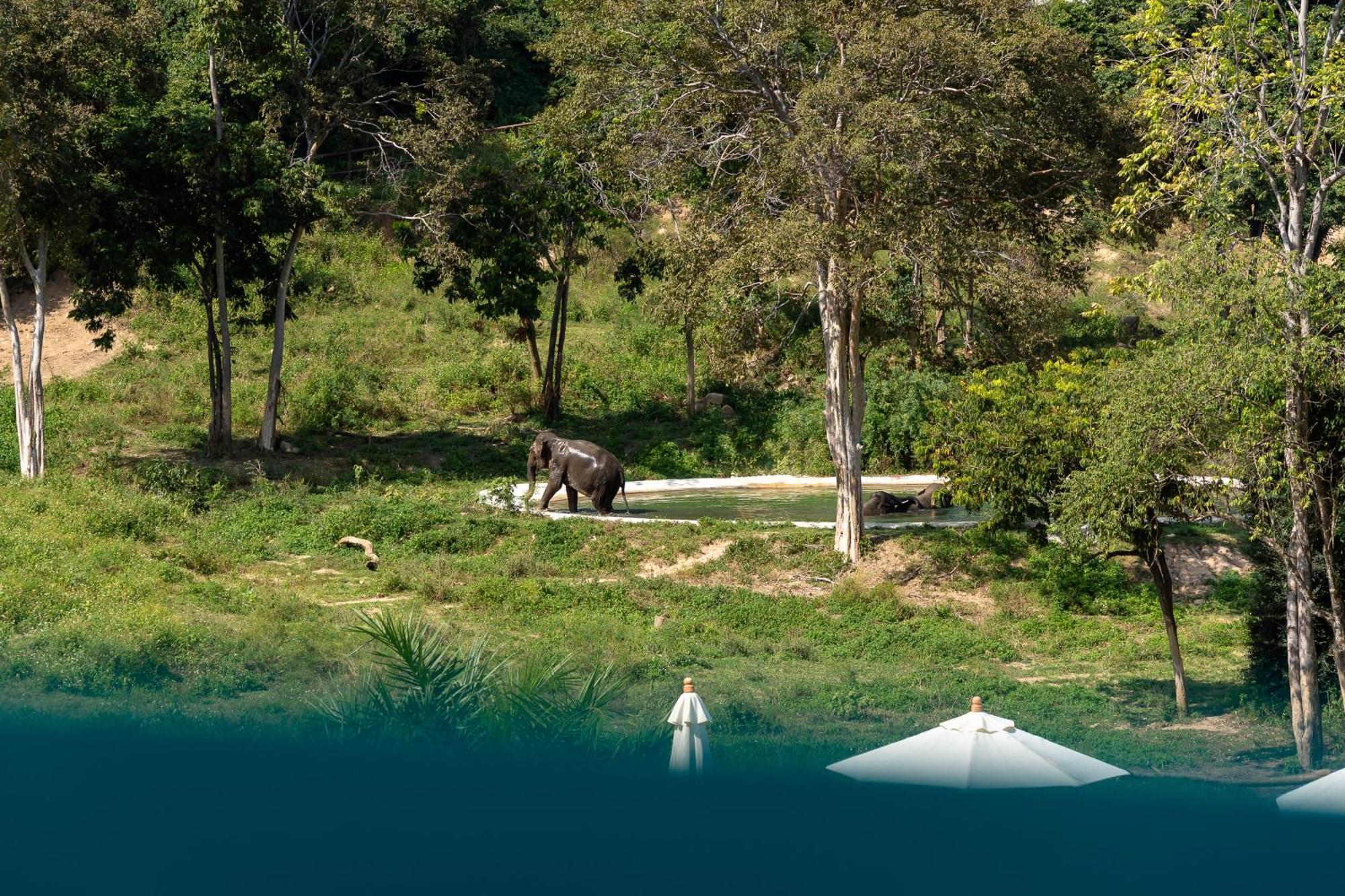 Wild Cottages Elephant Sanctuary Resort Amphoe Koksamui Exterior foto