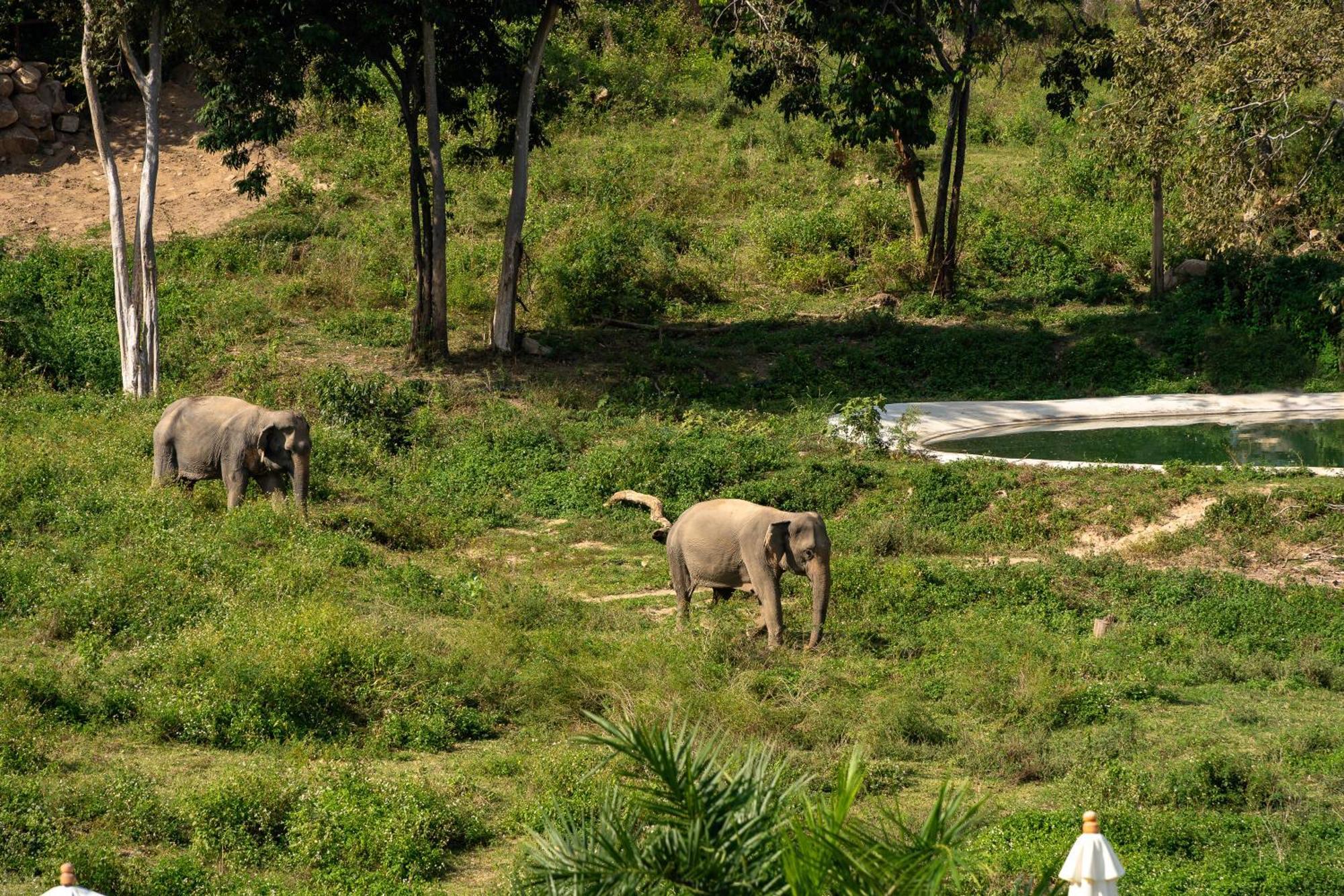 Wild Cottages Elephant Sanctuary Resort Amphoe Koksamui Exterior foto